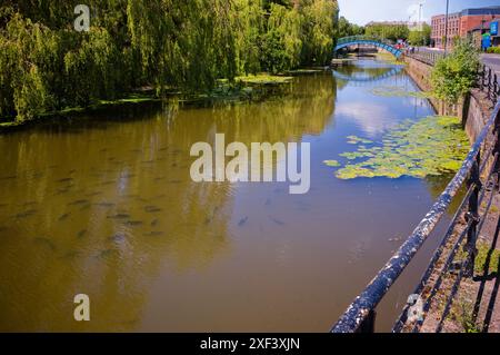 Grandi pesci che nuotano nel fiume Foss a York vicino alle Isole Foss Foto Stock