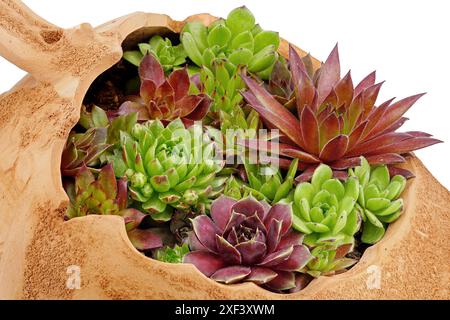 Primo piano di vari ospiti piantati in un'anfora di terracotta, Sempervivum pianta succulenta in una pentola di terracotta isolata su sfondo bianco Foto Stock