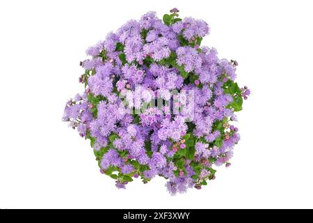 Vista dall'alto di un cespuglio fiorito viola, Ageratum houstonianum isolato su sfondo bianco Foto Stock