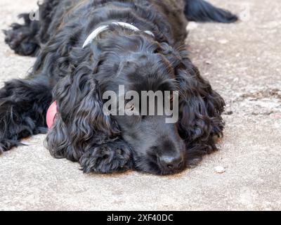 nero inglese cocker spaniel di tre anni Foto Stock