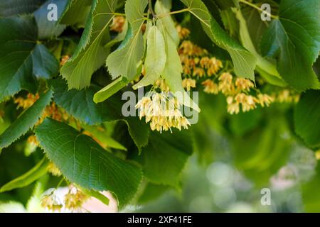 Il tiglio fiorisce a giugno con splendidi fiori organici aromatici da vicino con un verde fresco e vivace fogliame Foto Stock