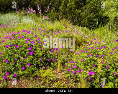 Il sanguineo di geranio rosa scuro si presenta con il rosa più chiaro di Dierama pulcherrimum in una combinazione all'inizio dell'estate Foto Stock