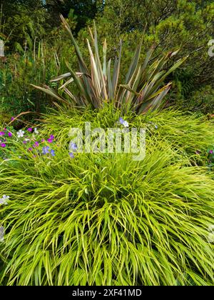 Alpinismo sull'erba della foresta giapponese, Hakonechloa macra 'aureola' contrasta con il fogliame di Phormium tenax 'Buckland Ruby' Foto Stock