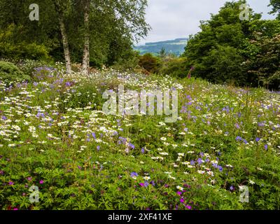 La margherita White Ox-eye, il Leucanthemum vulgare e il pratense Blue Geranium si combinano presso la Garden House, Devon, Regno Unito Foto Stock