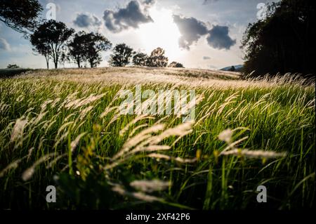 Spettacolare tramonto sui fiori d'erba soffianti della verde valle del prato all'interno della foresta pluviale tropicale nella stagione estiva. Foto Stock