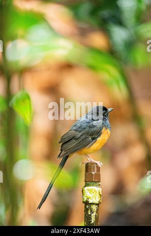 Uno Shama Malabar arroccato su un palo metallico a Waimea Valley, Oahu, Hawaii. Con il suo piumaggio vivace e la postura elegante, l'uccello aggiunge un tocco di natura Foto Stock