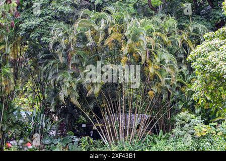 Una maestosa palma di Areca sorge alta nella Waimea Valley, Oahu, Hawaii, con le sue graziose fronde scintillanti alla luce del sole sullo sfondo di una lussureggiante vegetazione. Foto Stock