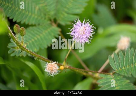 Bellissimo fiore di melanzana (Mimosa pudica) e boccioli con sfondo di foglie verdi. È anche chiamata pianta sensibile, pianta assonnata, pianta d'azione Foto Stock