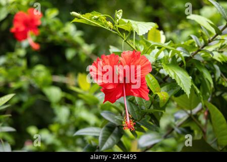 Bellissimo fiore rosso di Hibiscus rosa-sinensis che fiorisce in giardino. È anche conosciuta come China rose, hawaiano hibiscus, Rose Mallow, Shoeblack Plant Foto Stock