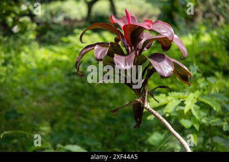 Ti Plant (Cordyline fruticosa) pianta fiorita nel giardino. È anche conosciuto come Good Luck Plant, Cabbage Palm, Palm Lily. Foto Stock