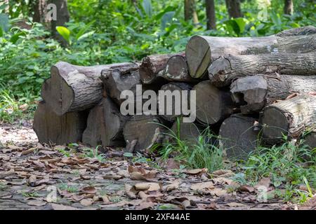 Pezzi di legno tagliati e impilati nella foresta. Foto Stock