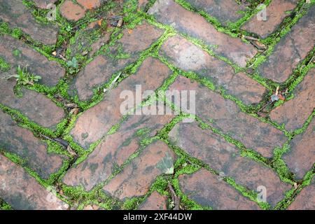 Moss e vecchia strada in mattoni. Muschio che cresce sul marciapiede. Sfondo astratto di vecchio pavimento in mattoni rossi con muschio in giardino. Foto Stock