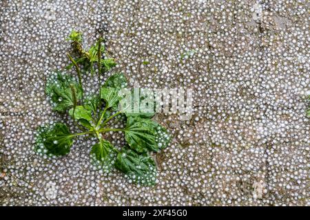 I ciottoli di ghiaccio di Hail si sono raccolti a terra Foto Stock