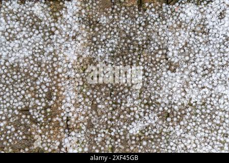 I ciottoli di ghiaccio di Hail si sono raccolti a terra Foto Stock