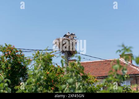 Una famiglia di cicogne - adulti e giovani uccelli, in un nido in un villaggio vicino a una casa Foto Stock