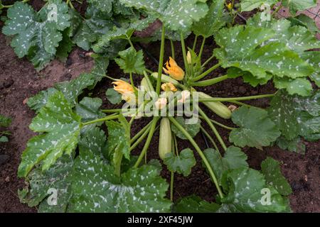 Zucchine umide nell'orto - frutta, foglie, stelo, fiori Foto Stock