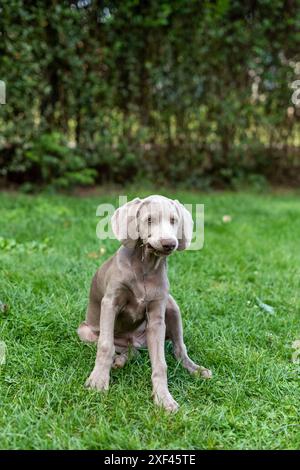 Un cucciolo weimaraner con gli occhi blu si siede su un prato e mastica un bastone Foto Stock