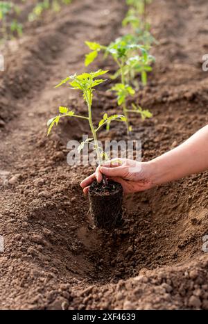 Una donna tiene in mano una giovane pianta di pomodoro e sta per piantarla in un buco nel terreno. Foto Stock