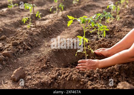 Una donna tiene in mano una giovane pianta di pomodoro e sta per piantarla in un buco nel terreno. Foto Stock