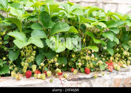 Giovani piante di fragole con frutti rossi e verdi e fiori in giardino. Foto Stock