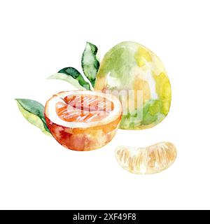 Illustrazione del pomelo acquerello disegnato a mano. Foto Stock