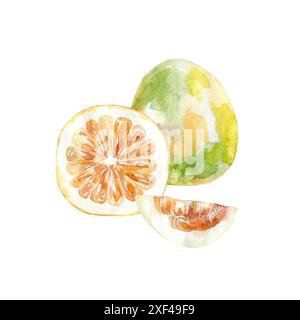 Illustrazione del pomelo acquerello disegnato a mano. Foto Stock