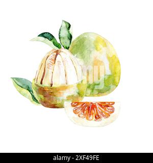Illustrazione del pomelo acquerello disegnato a mano. Foto Stock