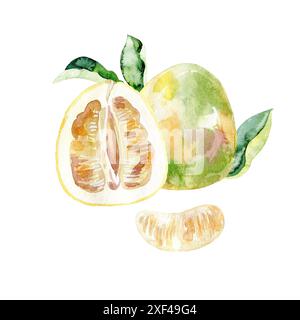Illustrazione del pomelo acquerello disegnato a mano. Foto Stock