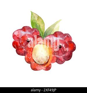 Illustrazione dell'acquerello pitanga Fruit disegnato a mano. Foto Stock