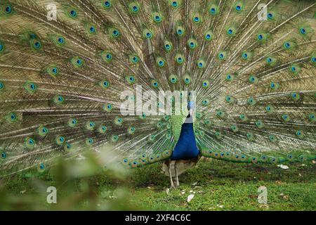 In piedi maestoso pavone in un frutteto di Praga. Foto Stock