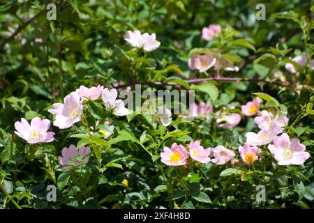 Cane Rosa (rosa canina) a Hedge Oxfordshire Inghilterra uk Foto Stock