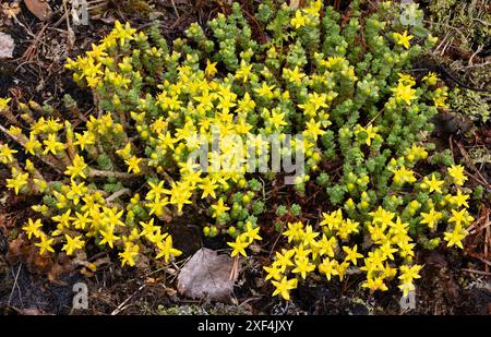Mossy Stonecrop in fiore Foto Stock