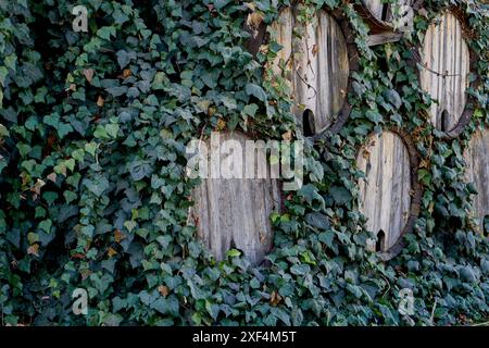 fronti di botti ricoperti di vigne verdeggianti in un cortile o in un'azienda vinicola Foto Stock