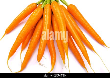 Karotten Ein Bündel frische Karotten isoliert über weißem Hintergrund *** carote fresche isolate su fondo bianco Foto Stock