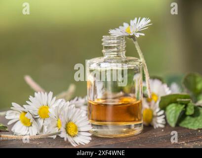 bottiglie di olio essenziale e margherite con foglie di menta fresche su un tavolo di legno all'aperto Foto Stock