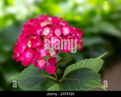 Primo piano di fioritura e fogliame di Hydrangea macrophylla (varietà sconosciuta) in un giardino in Italia all'inizio dell'estate Foto Stock