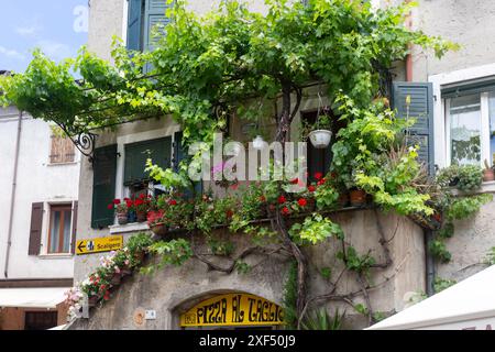 MALCESINE, ITALIA - 12 GIUGNO 2024: Graziose finestre con vigna e vasi di fiori nel centro storico Foto Stock