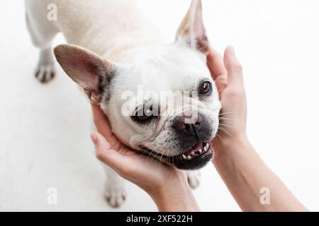 Mani umane che tengono la faccia adorabile di un cane. La faccia di un cane buffo. Amicizia tra cane e umano. Foto Stock