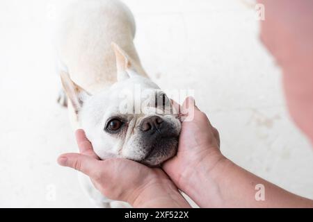 Mani umane che tengono la faccia adorabile di un cane. La faccia di un cane buffo. Amicizia tra cane e umano. Foto Stock