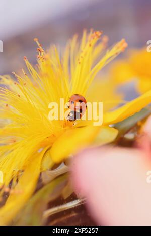 Coccinello arroccato su un fiore giallo Foto Stock