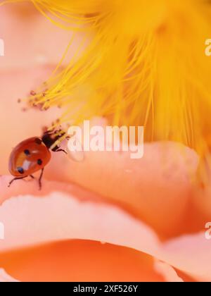 Armonia floreale: Coccinella sulla rosa Foto Stock