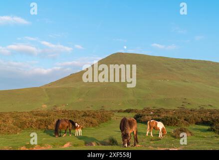 Pony di montagna gallesi e puledro al sole della sera Hay Bluff, Hay on Wye Wales UK. Maggio 2024 Foto Stock