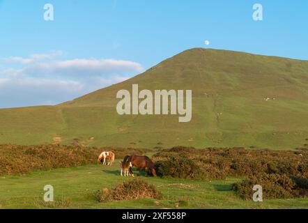 Pony di montagna gallesi e puledro al sole della sera Hay Bluff, Hay on Wye Wales UK. Maggio 2024 Foto Stock