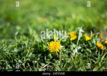 Una vista dettagliata di un dente di leone circondato da foglie verdi sullo sfondo, che mostra la sua bellezza e la sua struttura delicata Foto Stock