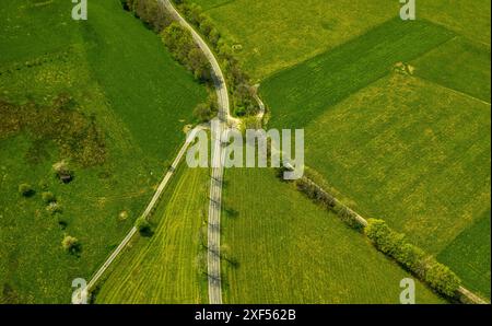 Vista aerea, prati e campi con fioriture di narcisi, crocevia e viale alberato a Schleidener Straße e Schafstrift, forme e colori, Höfen, Mon Foto Stock