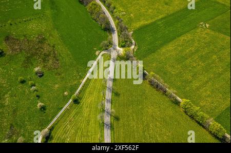 Vista aerea, prati e campi con fioriture di narcisi, crocevia e viale alberato a Schleidener Straße e Schafstrift, forme e colori, Höfen, Mon Foto Stock