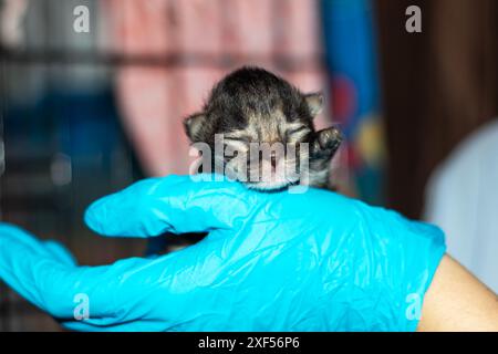 Una persona indossa guanti blu e tiene in mano un gattino. Il gattino ha baffi e pellicce. I guanti sono blu elettrico. La mano delle persone è supporto Foto Stock