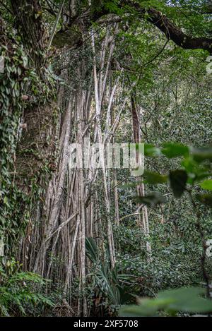 Un enorme albero di gomma si erge prominentemente nella Waimea Valley, Oahu, Hawaii, con la sua ampia tettoia che fornisce ombra e riparo tra i lussureggianti tropicali Foto Stock