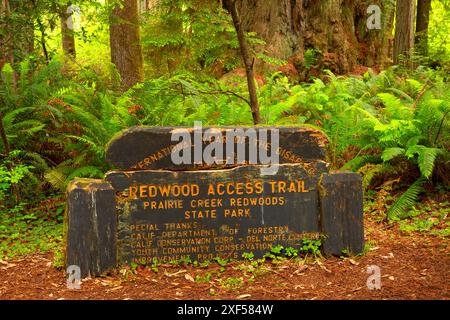 Accesso Redwood segnavia, Prairie Creek Redwoods State Park, il Parco Nazionale di Redwood in California Foto Stock