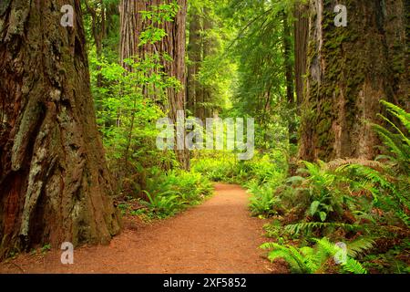 Redwood Access Trail, Prairie Creek Redwoods State Park, Redwood National Park, California Foto Stock